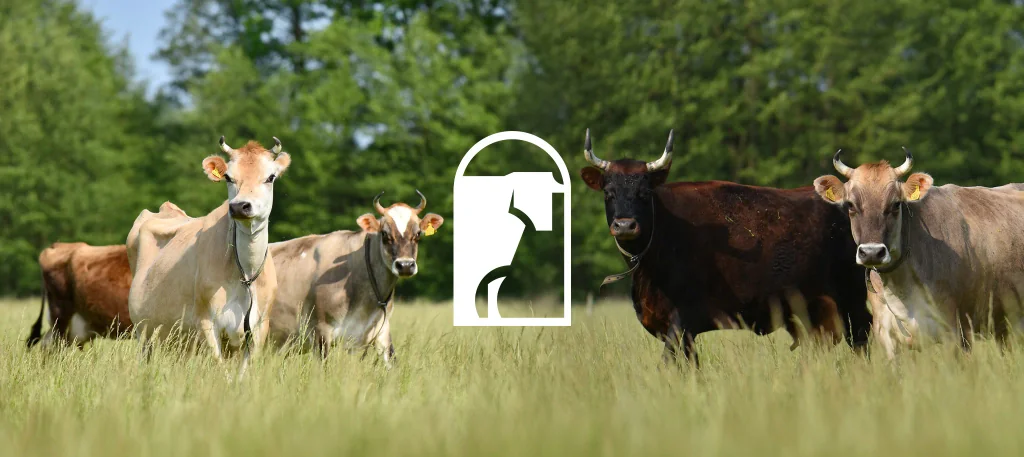 MUUU bistro: sygnet z sylwetką krowy na kadrze z pastwiska, key visual marki