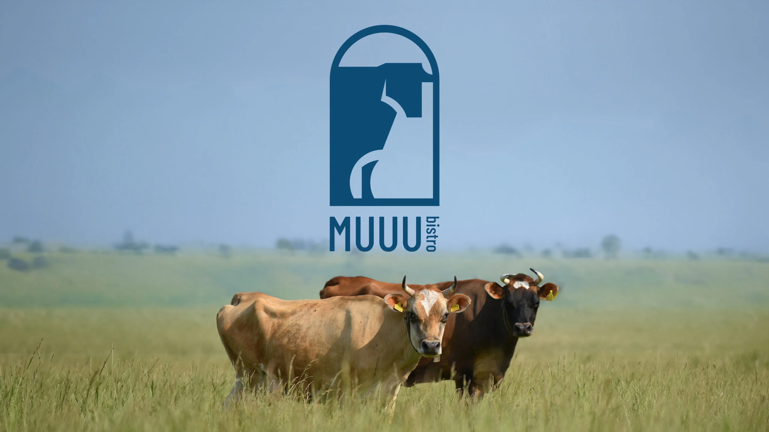 MUUU bistro: logo marki na kadrze z krowami na pastwisku